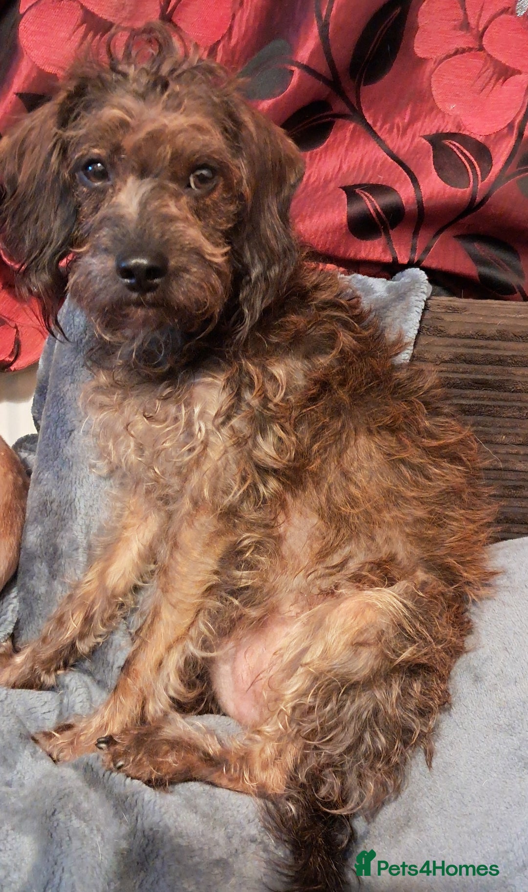 Mixed Breed dogs for sale: Peggy needs a loving home  - Image 1