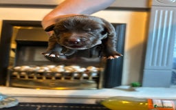 Mixed Breed dogs for sale: Cocker Collie Puppies - Image 6