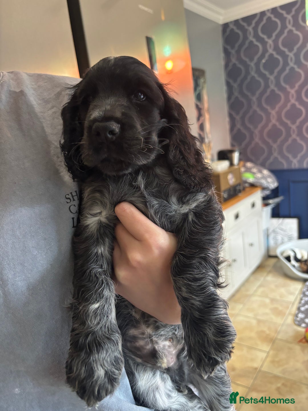 Cocker Spaniel dogs for sale: Show cocker spaniel pups  - Image 8