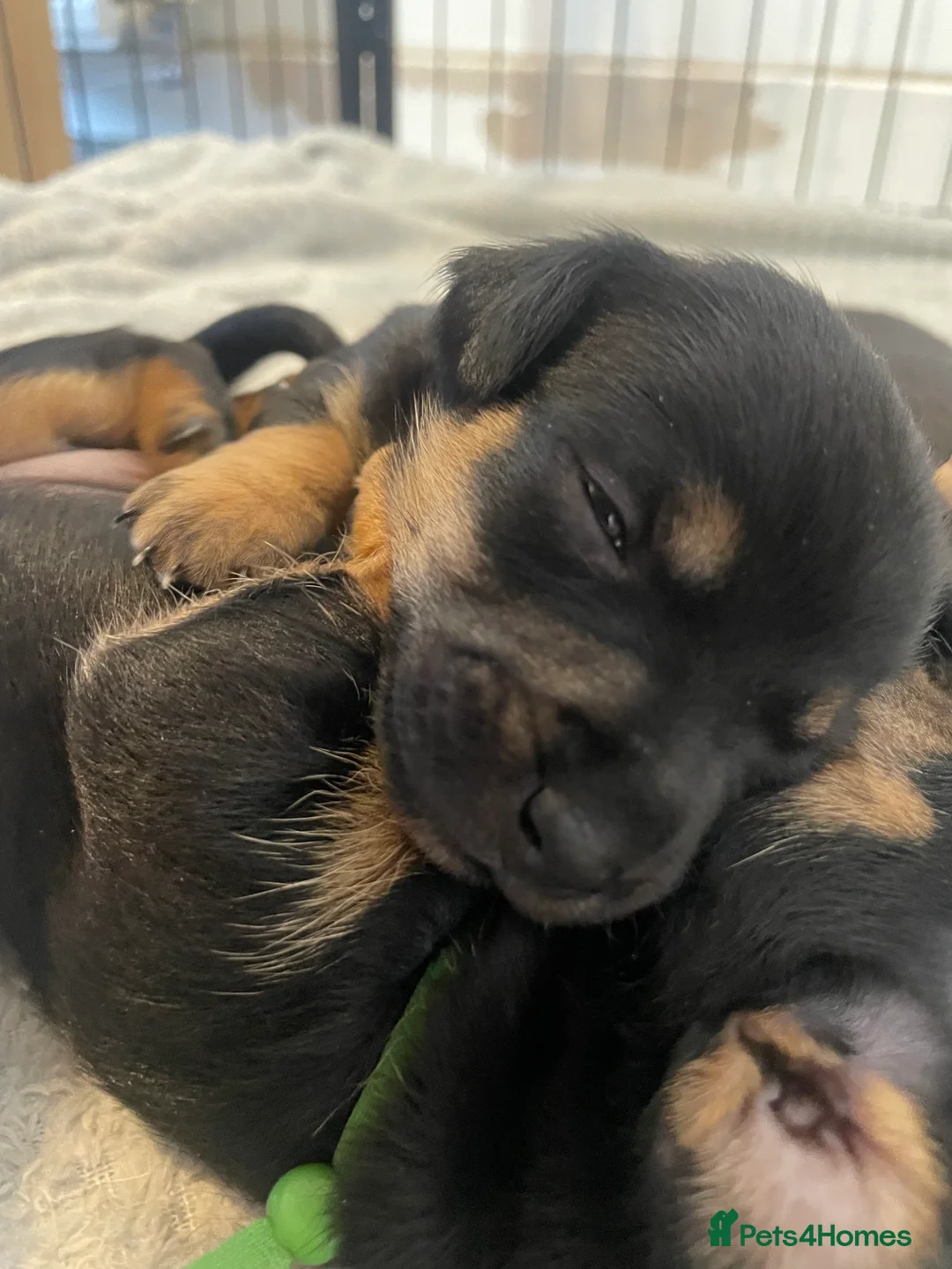 Jack Russell dogs for sale: Jack Russell Puppy - Advert 2