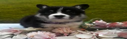 Welsh Corgi Pembroke dogs for sale: Stunning champion breed Tri Corgi Puppies  - Advert 28