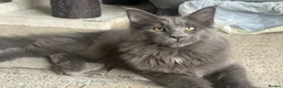 Maine Coon cats for sale: SAD XXL Blue Male Maine Coon Kitten (5 Months Old) - Advert 3