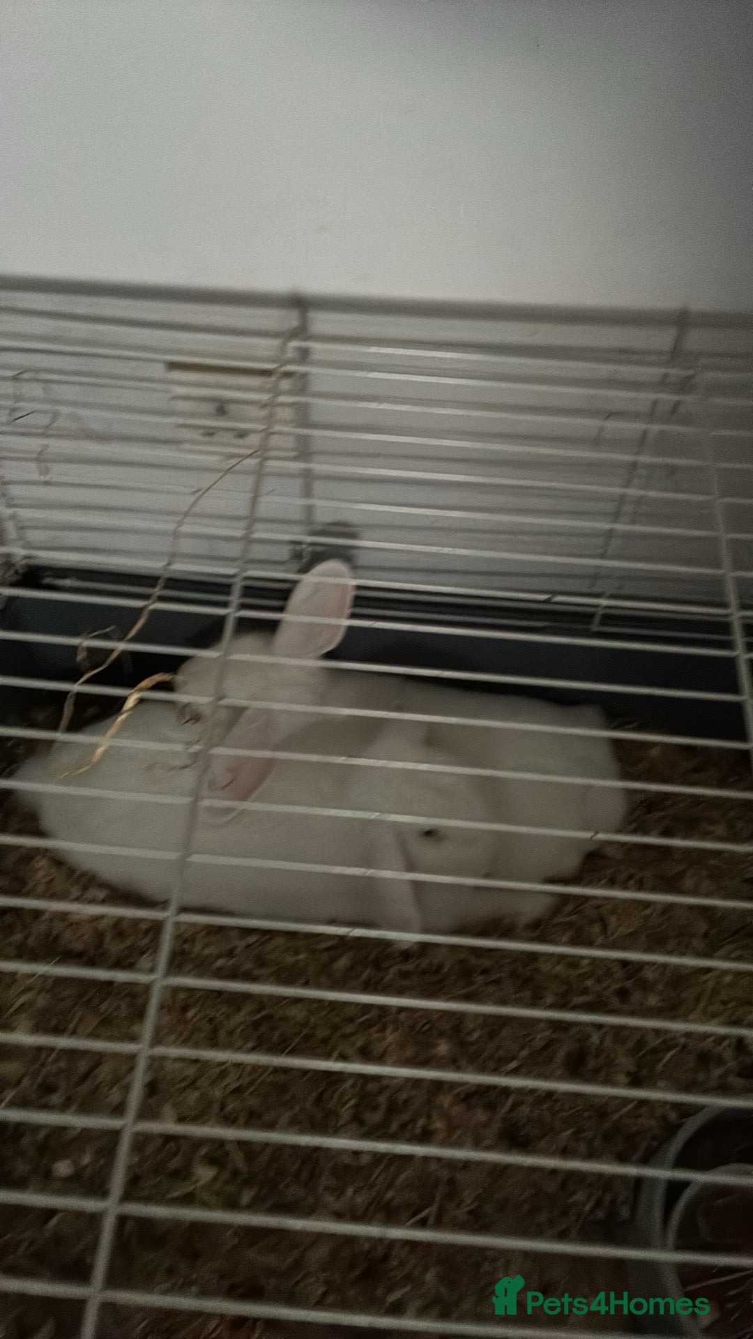 Mini Lop rabbits for sale: 2 lop rabbits  - Advert 5