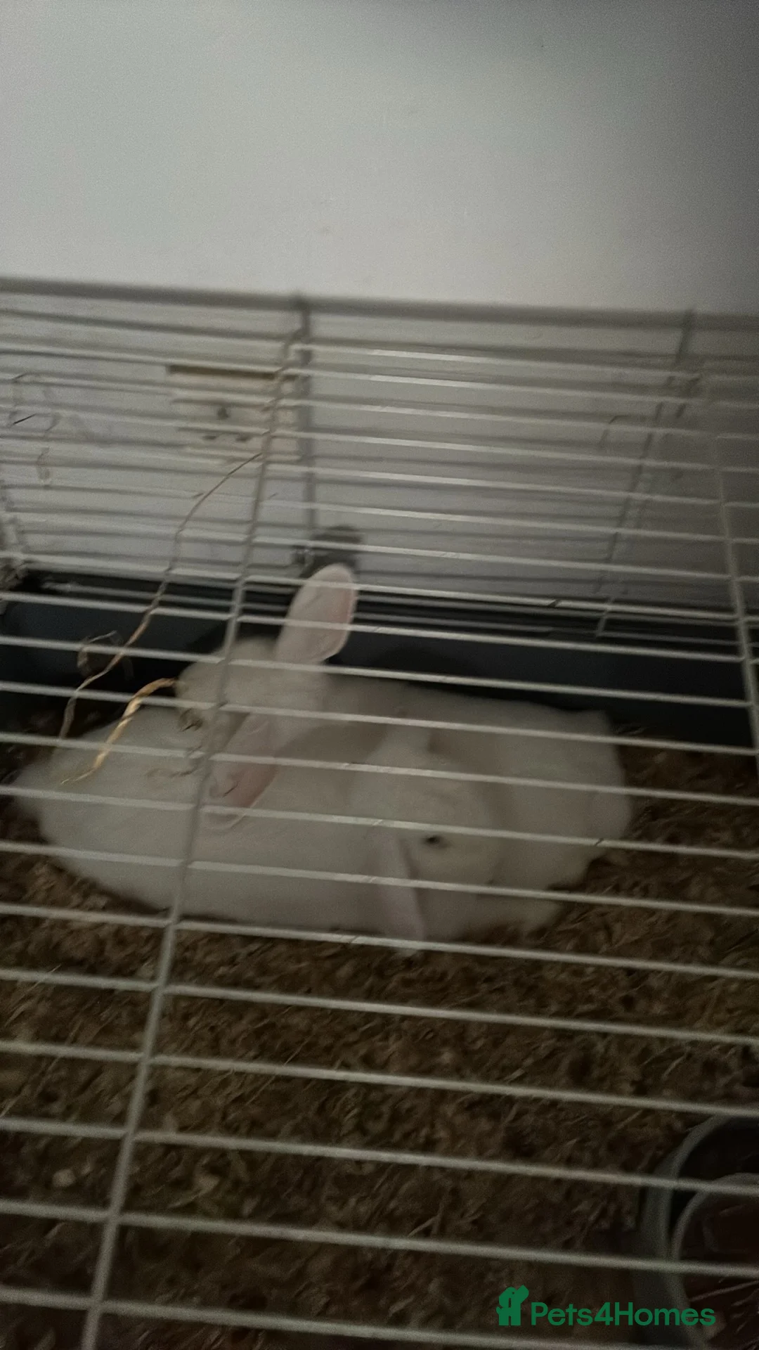 Mini Lop rabbits for sale: 2 lop rabbits  in Glasgow - Advert 1