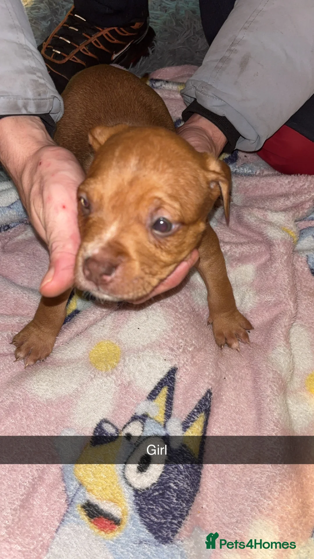 Mixed Breed dogs for sale: Puppies mix breed/american bulldog  - Advert 6