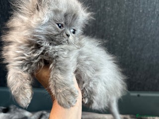 Persian cats Last Boy left 9weeks and 2 days old - Advert 5