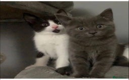 British Shorthair cats for sale: 🐱Blue&Felix- Bonded brother & Sister💛 - Advert 4