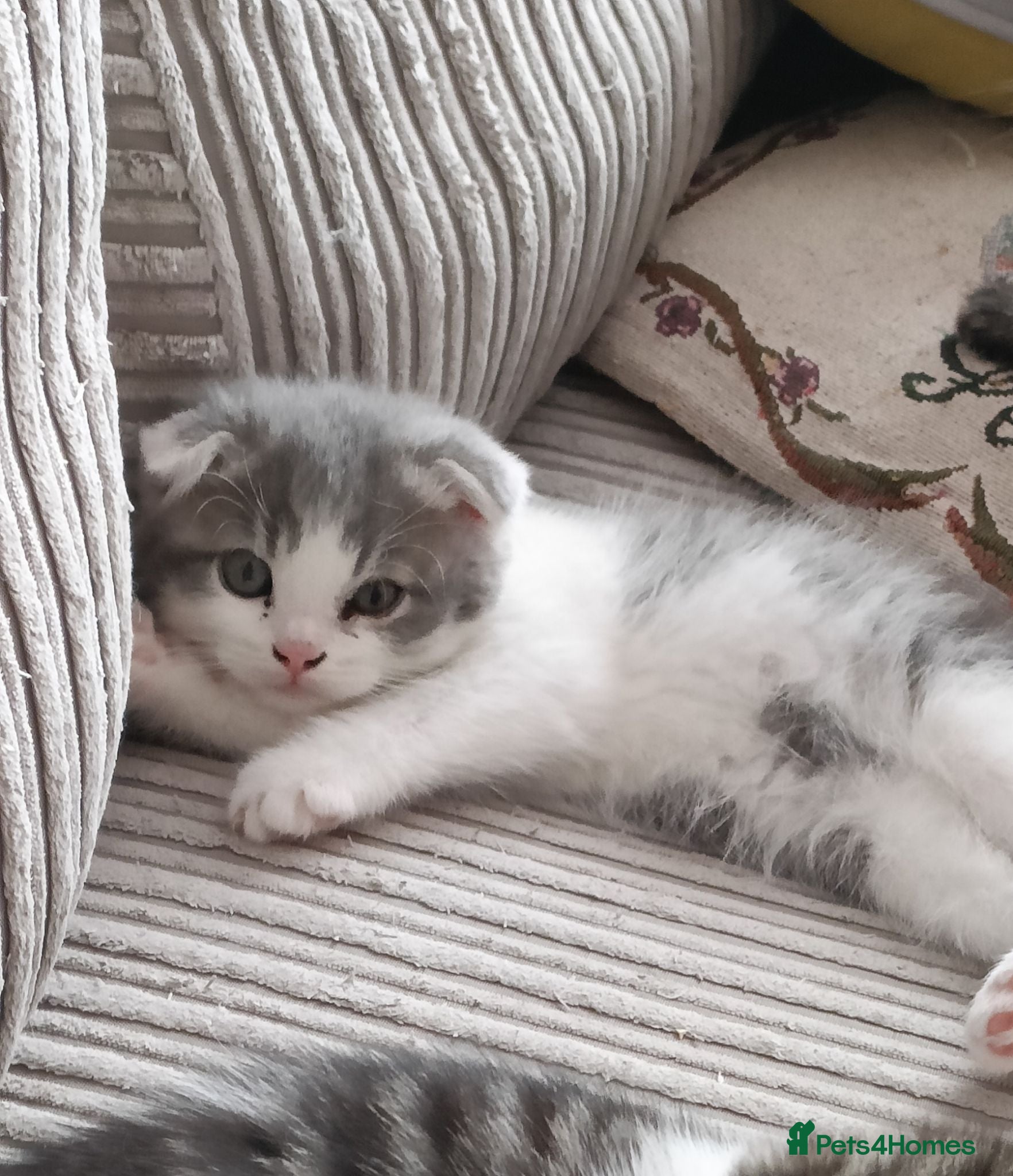 Scottish Fold cats 🥰Scottish fold kittens🐾💞🏡😍 - Advert 2