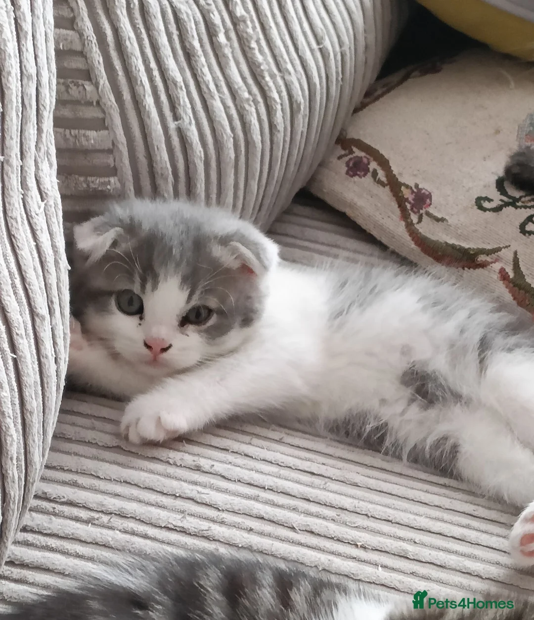 Scottish Fold cats for sale: 🥰Scottish fold kittens🐾💞🏡😍 - Advert 2