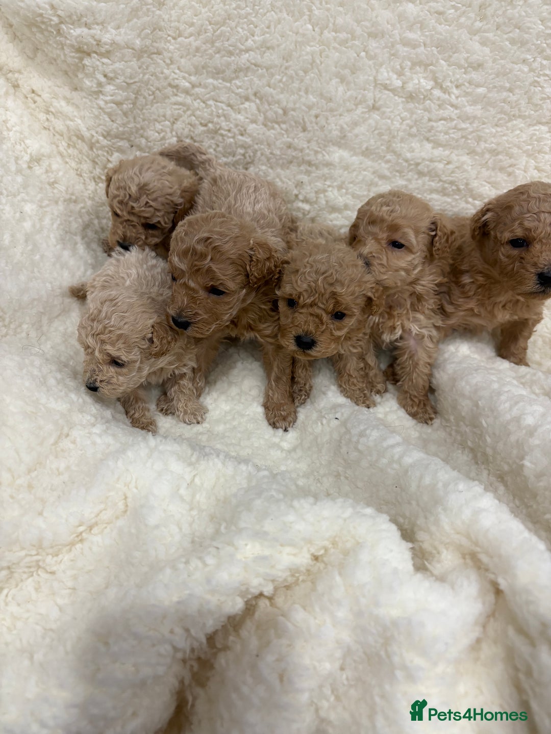 Yorkiepoo dogs for sale: F2b yorkipoo puppies - Advert 5