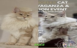 Maine Coon cats for sale: pure reg maine coon kittens - Image 14
