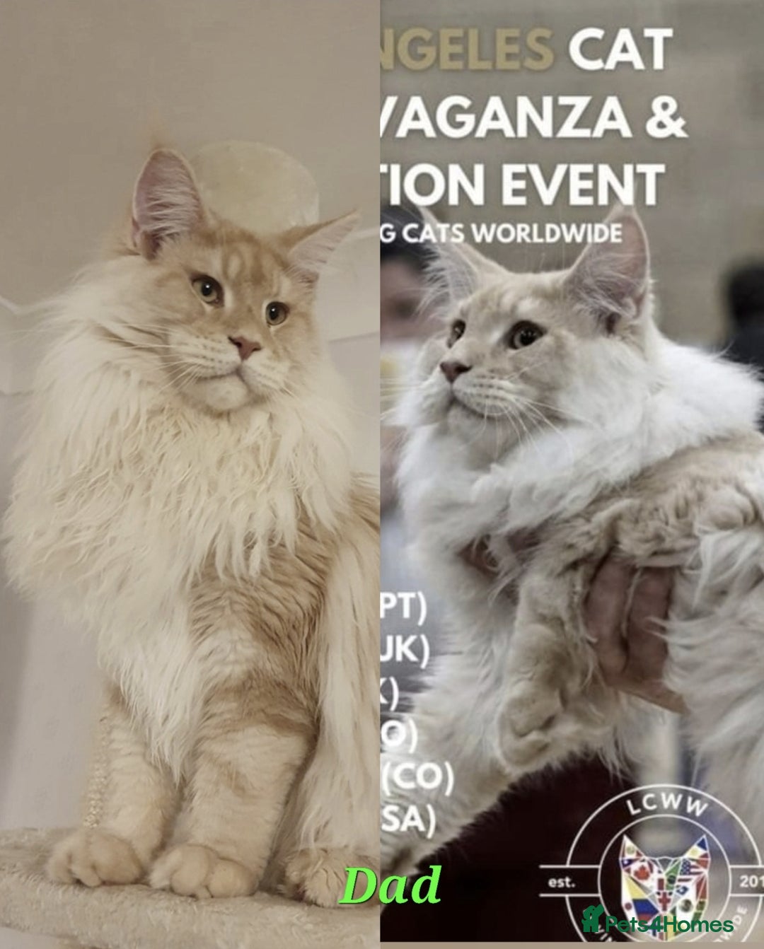 Maine Coon cats for sale: pure reg maine coon kittens - Image 14
