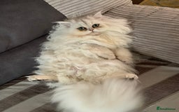 Persian cats for sale: Persian Chinchilla Kittens - Image 23