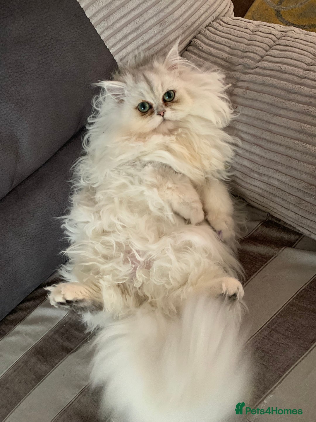 Persian cats for sale: Persian Chinchilla Kittens - Image 23