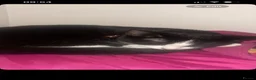 Domestic Shorthair cats for sale: 2 Female Cats Looking for Their Forever Home in Stockport - Advert 4