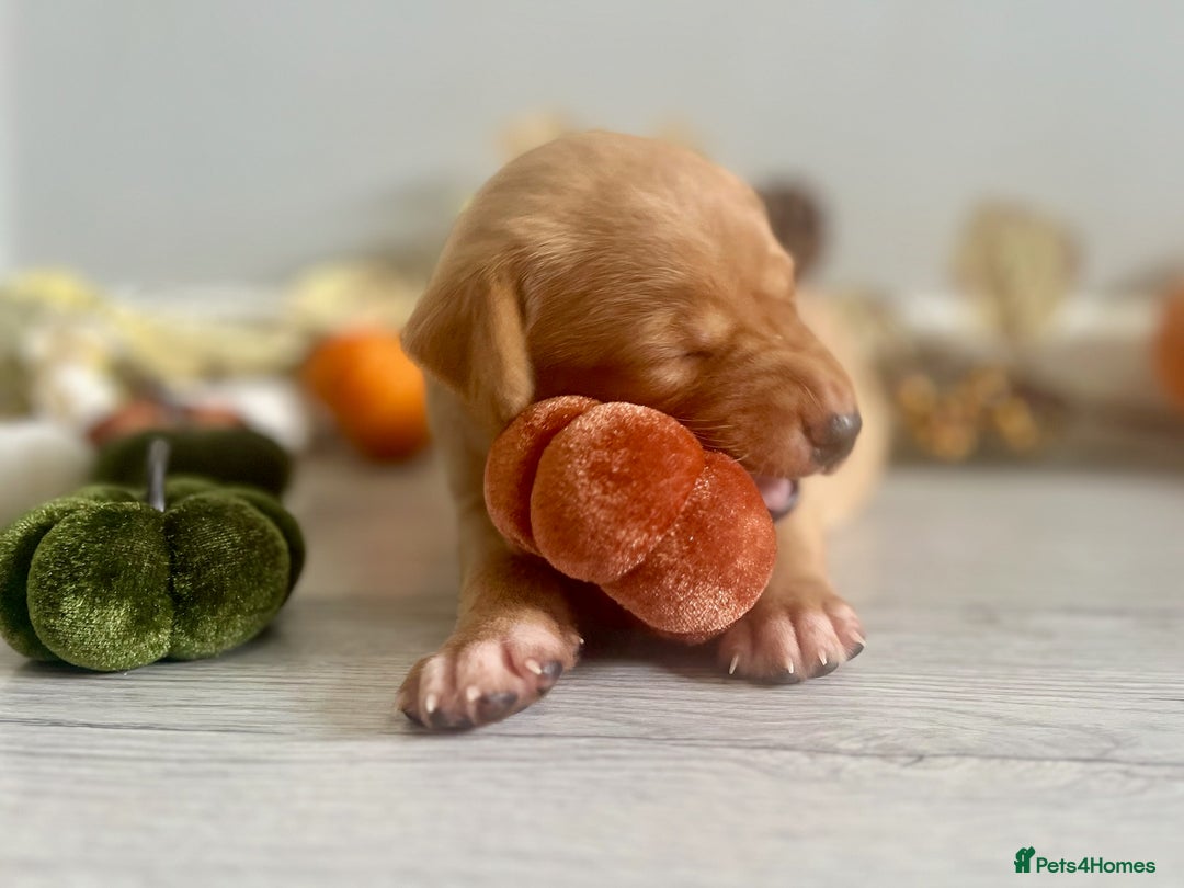 Labrador Retriever dogs for sale: Yellow Labrador Puppies - Image 19