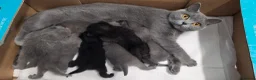 British Shorthair cats for sale: Beautiful British Shorthair Kittens for LovingHome - Advert 7