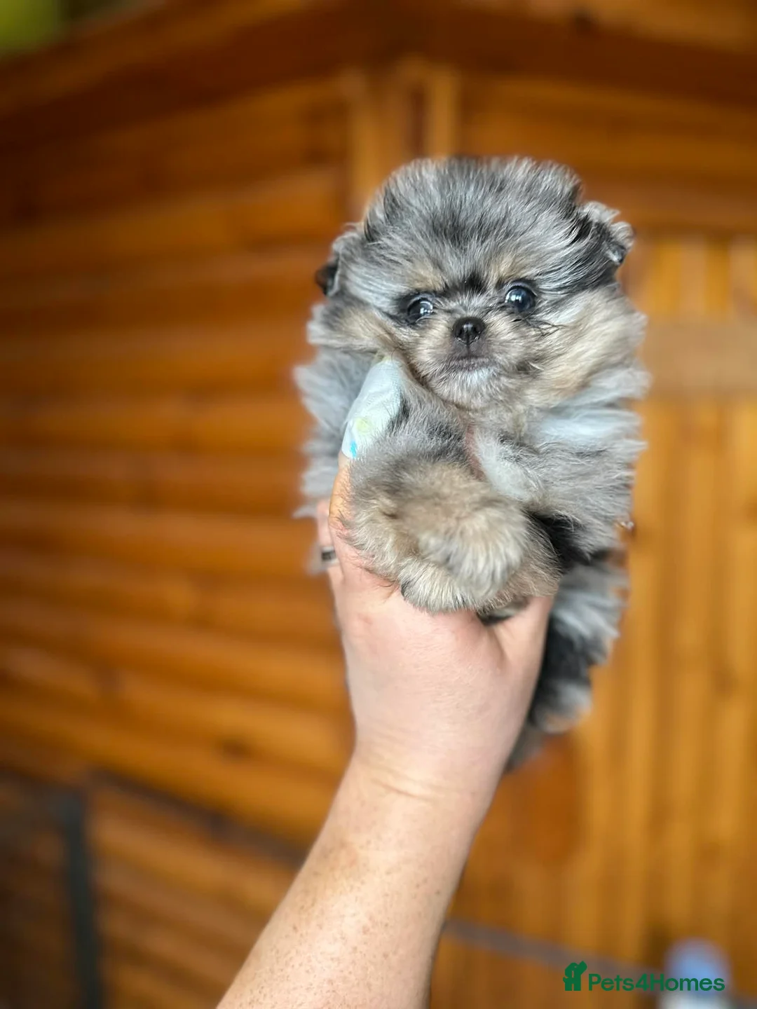 Pomeranian dogs for sale: Sonic💙🥶 - Advert 2