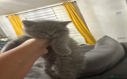 British Shorthair cats for sale: Five cute and naughty kittens for sale - Image 12