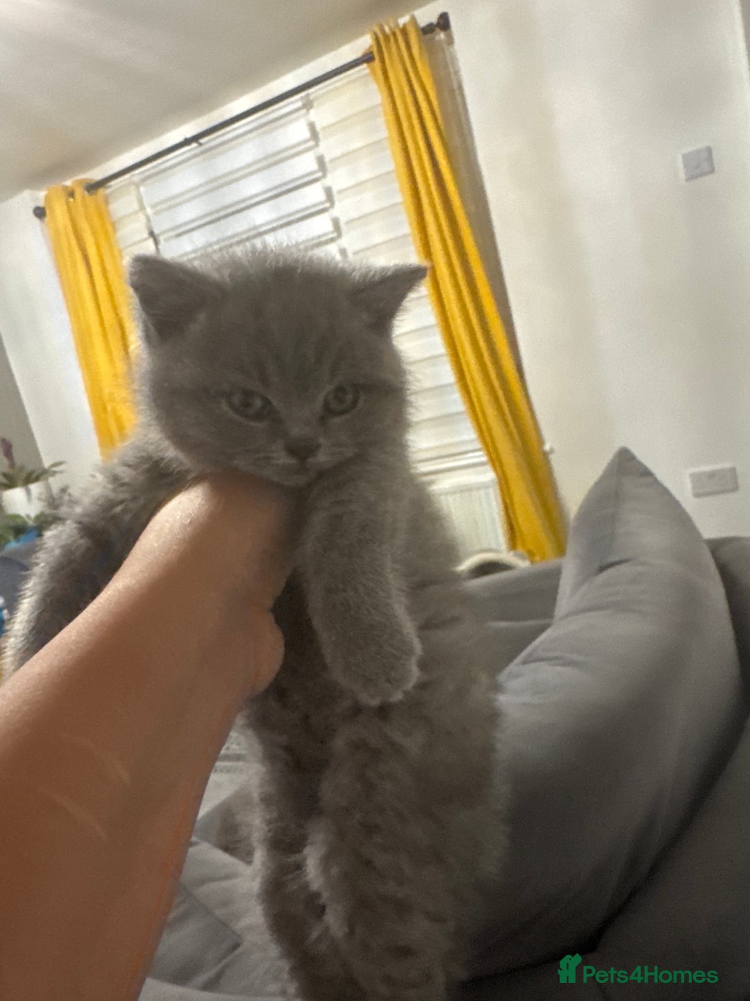 British Shorthair cats for sale: Five cute and naughty kittens for sale - Image 12