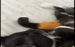 British Shorthair cats for sale: 5 Month Old Black and White Cat - Image 3