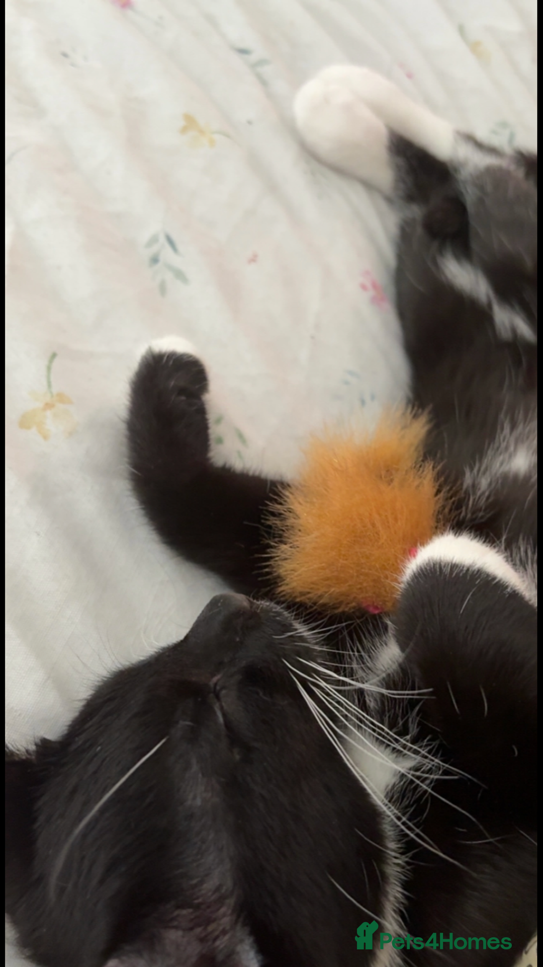 British Shorthair cats for sale: 5 Month Old Black and White Cat - Image 3