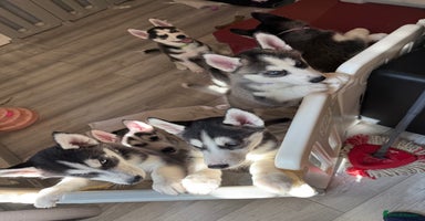 Siberian Husky dogs - Advert 12