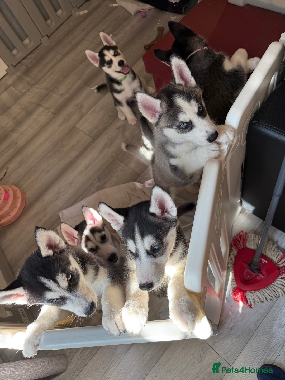 Siberian Husky dogs for sale: Beautiful loving Blue Eyed Siberian Husky’s - Image 11