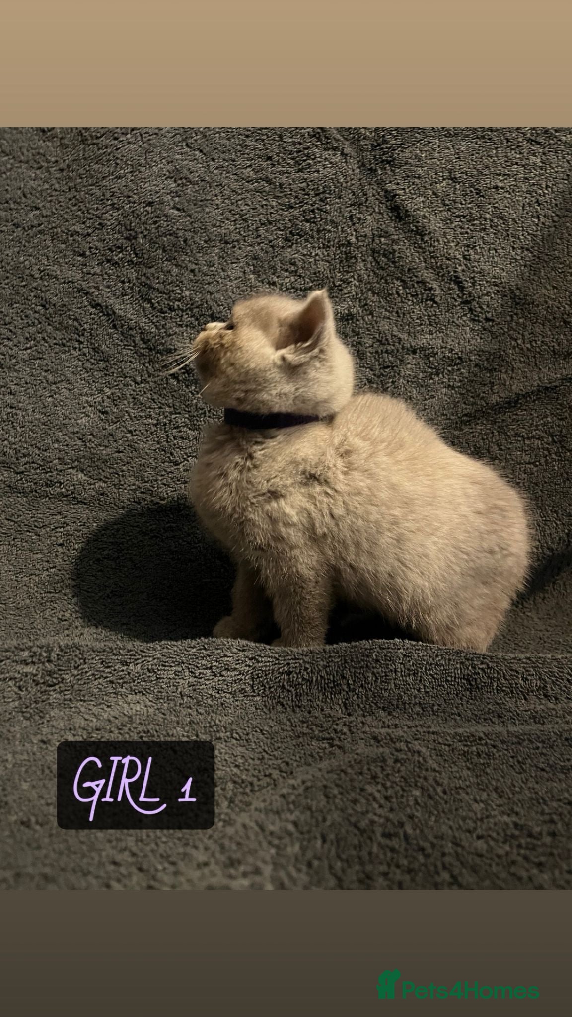 British Shorthair cats LILAC BRITISH SHORTHAIR KITTENS FOR SALE 🩷🩵 - Advert 1