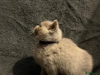 British Shorthair cats LILAC BRITISH SHORTHAIR KITTENS FOR SALE 🩷🩵 - Advert 1