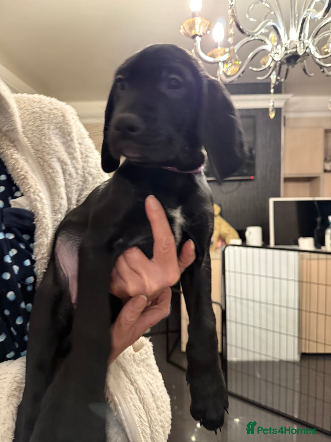 Mixed Breed dogs for sale: Well reared Quality puppies - Advert 30