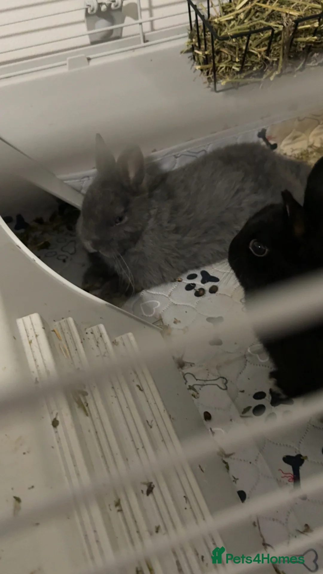Netherland Dwarf rabbits for sale: Netherlands Dwarf Rabbits  - Advert 5