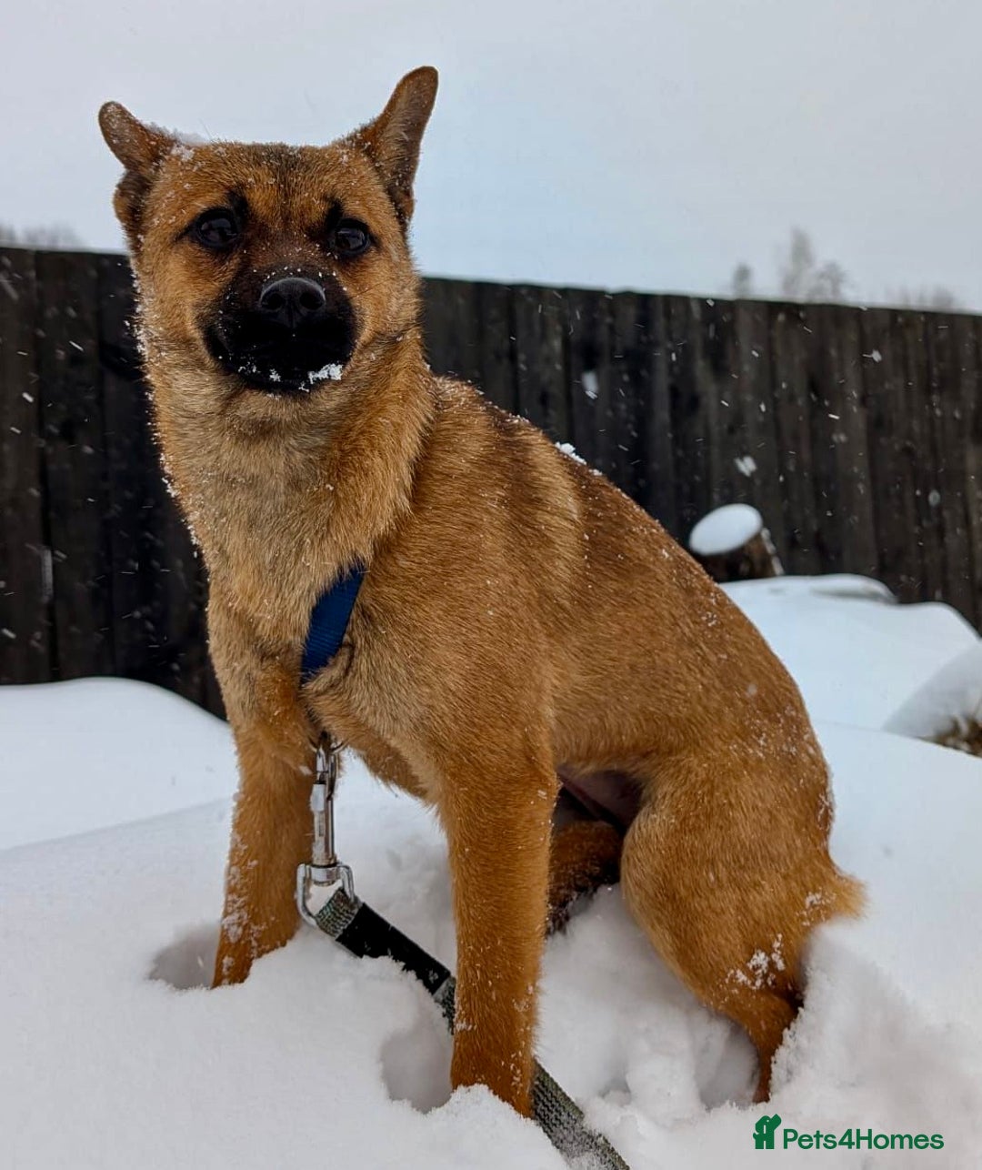 German Shepherd dogs for adoption: 🐾 RUDY – MINI German Shepard - Advert 2