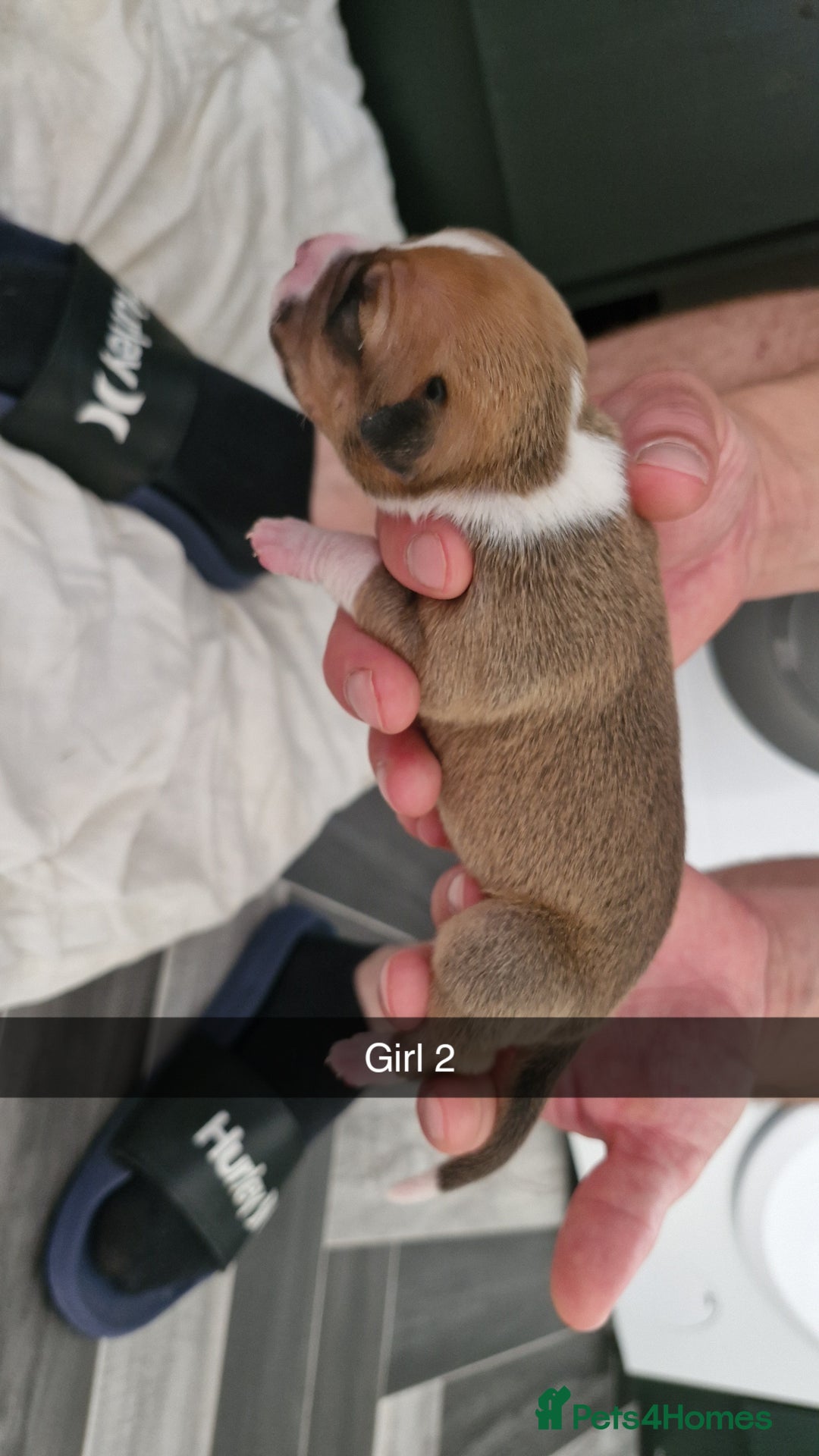 Mixed Breed dogs for sale: Staffie bullweiler puppies  - Image 13