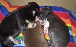 Chihuahua dogs for sale: ❤️Amazing Chihuahua Puppies - Image 12
