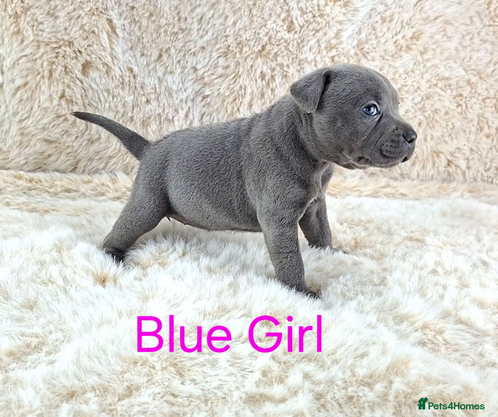Staffordshire Bull Terrier dogs Classic Staffordshire Bull Terrier Puppies  - Advert 1