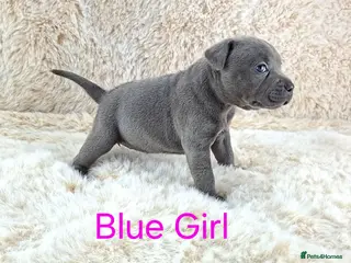 Staffordshire Bull Terrier dogs for sale: Classic Staffordshire Bull Terrier Puppies - Advert 1
