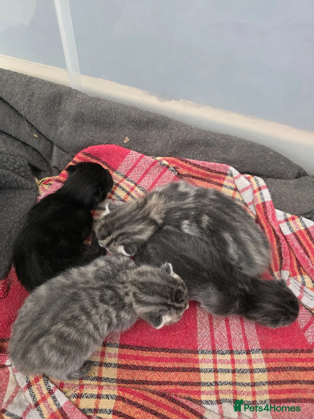 Maine Coon cats for sale: Maine coon half breed. - Advert 2