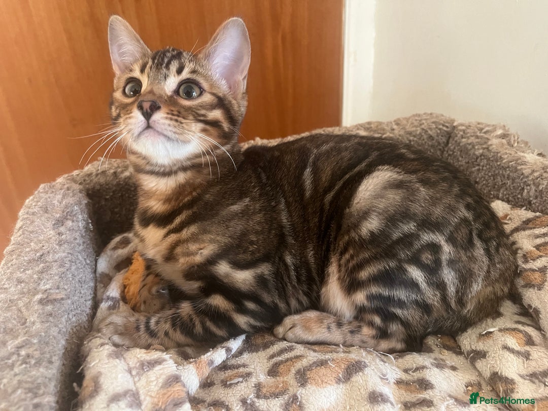 Bengal cats for sale: OUTSTANDING TICA reg BENGAL KITTENS - Advert 24