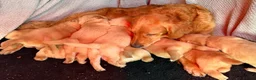 Golden Retriever dogs for sale: Beautiful golden retriever puppies - Advert 1