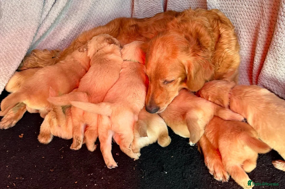 Golden Retriever dogs for sale: Beautiful golden retriever puppies - Advert 1