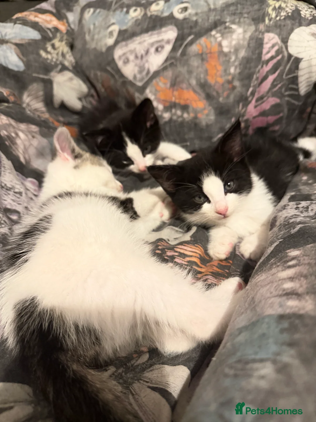 Mixed Breed cats for sale: Mixed breed kittens - Advert 2