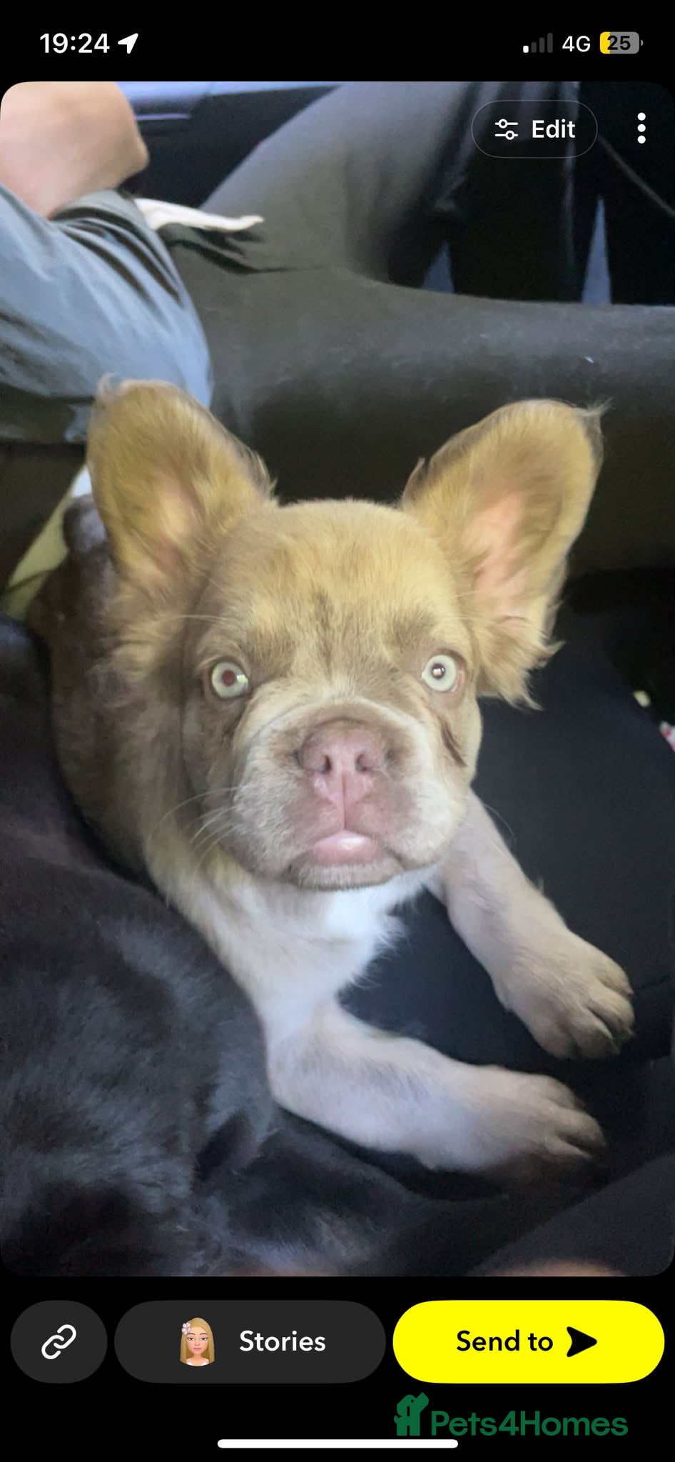 French Bulldog dogs Long-Haired French Bulldog Boys | Pink Gene - Advert 2
