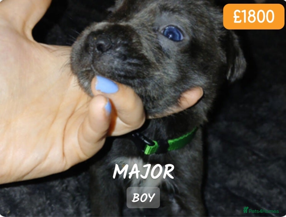 Cane Corso dogs Pure bred blue cane corso puppies for sale  - Advert 12