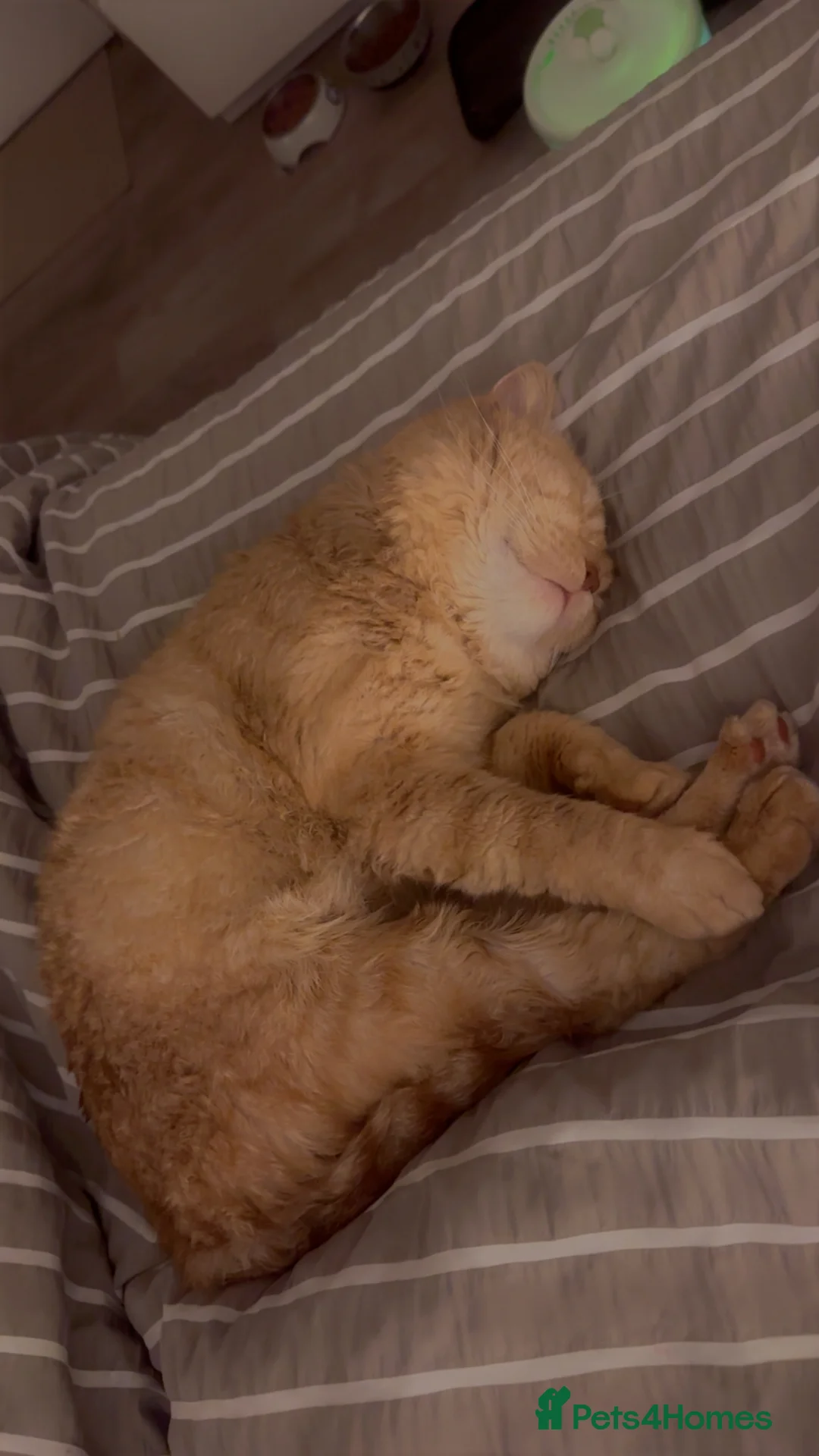 British Shorthair cats for sale: Beautiful Ginger British Short Hair - Advert 2