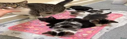 Mixed Breed cats for sale: 5 cute kittens - MALE AND FEMALE - Advert 3