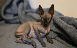 Sphynx cats for sale: Sphynx Kitten Ready for a Rehome! Millie Brooks - Image 2