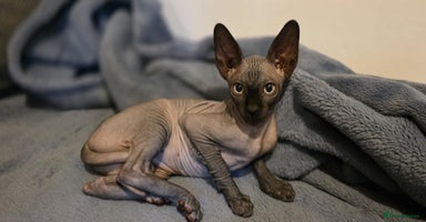 Sphynx cats - Advert 14