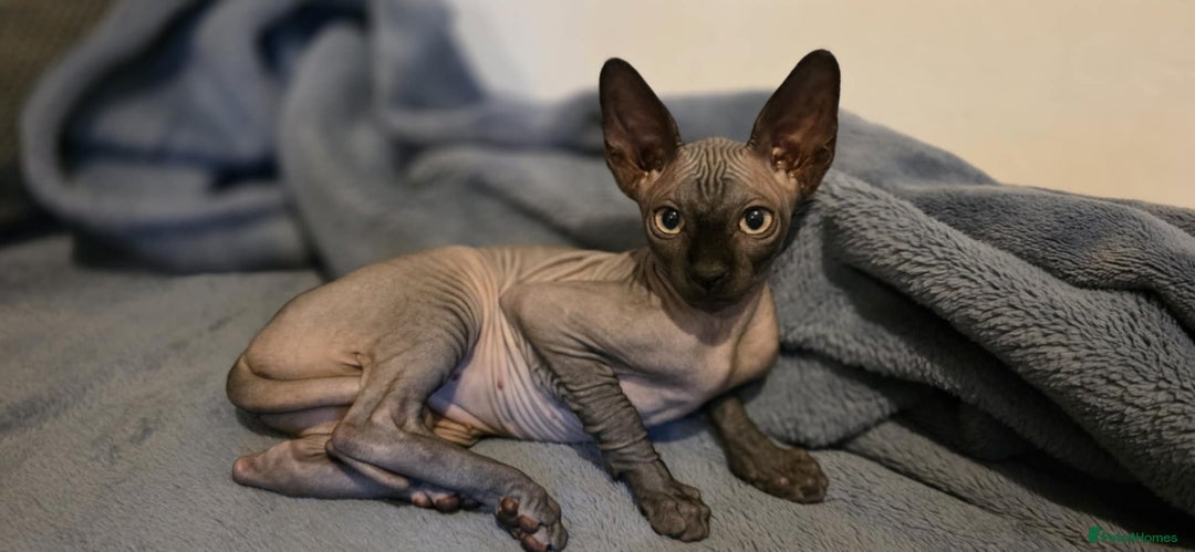 Sphynx cats for sale: Sphynx Kitten Ready for a Rehome! Millie Brooks - Image 2