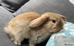 Mini Lop rabbits for sale: Beautiful baby  mini lops bunny’s  in Taunton - Image 7